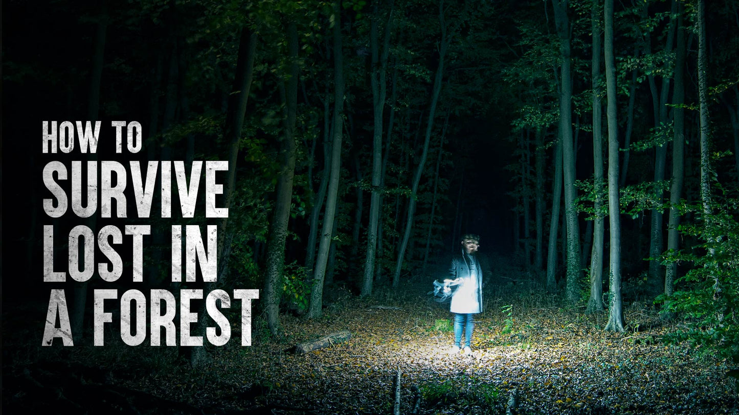 Lost in the Forest